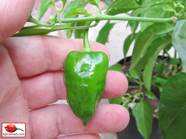 Orange Habanero - 2nd September 2021