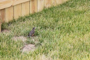 6 bird 1