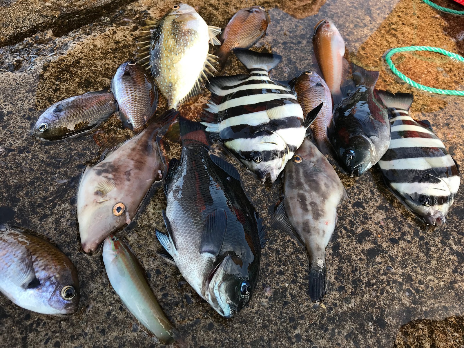 彩記 敦賀 初海釣り
