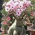 BUNGA ADENIUM