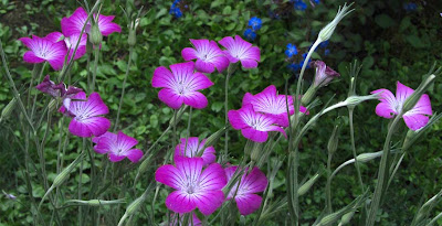 Agrostemma githago 'Milas Purple Queen'