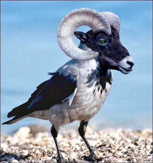 Photoshopped Hybrid Animals