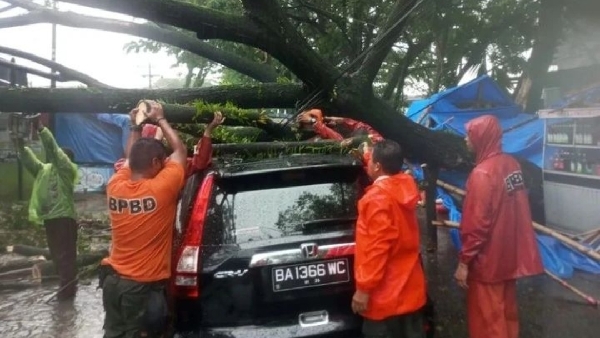 Mobil tertimpa pohon tumbang di Padang