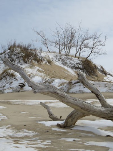 driftwood on the beach