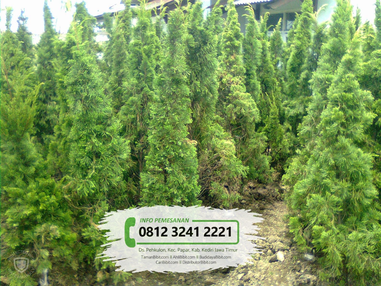 Jual Benih Biji Pohon Cemara  Papua TamanBibit com