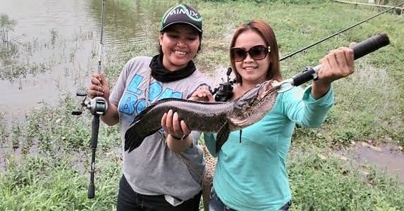 Foto Lady Angler Berhasil Mancing Ikan Haruan Rawa Ukuran Besar