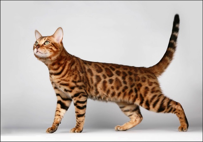 Bengal Cat Photos