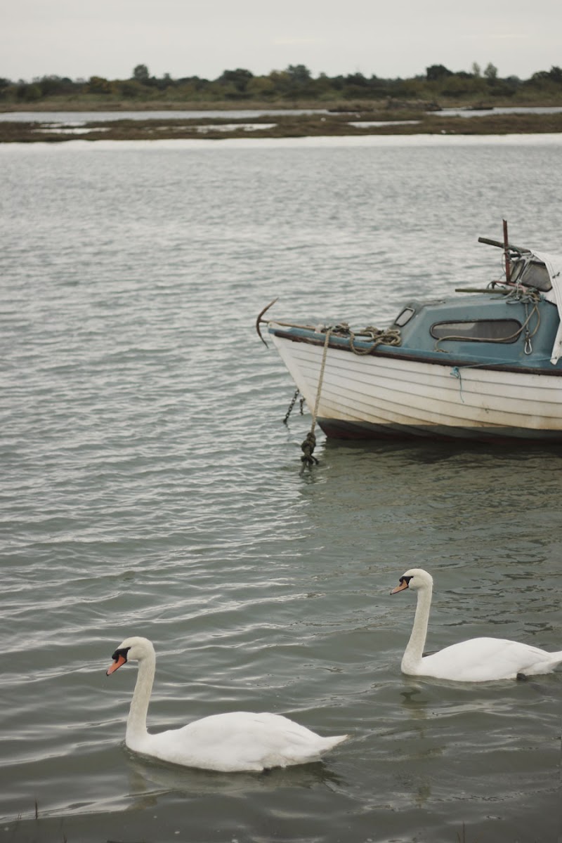 swans maldon river blackwater