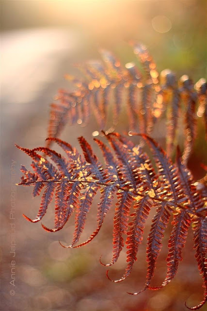 fern, nature photography 