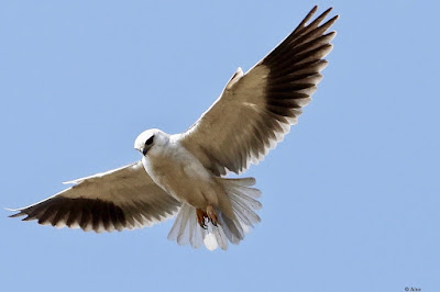 Black-winged Kite -Local migrant