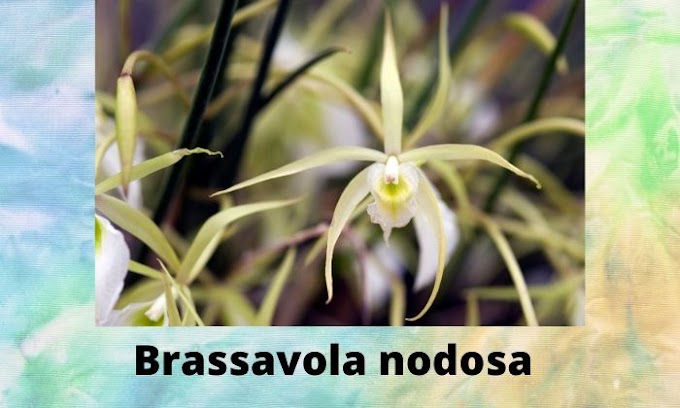 3 Fragrant Orchids | Brassavola nodosa-Little Stars-Cattleya alliance