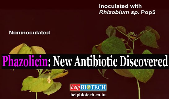 Phazolicin: New Antibiotic Discovered