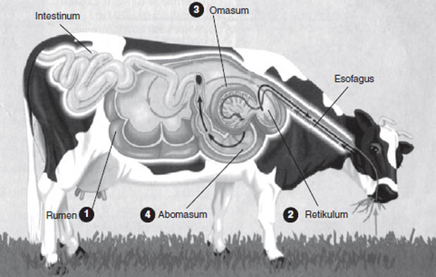 Saluran Sistem Pencernaan Hewan  Ruminansia  dan Gambarnya