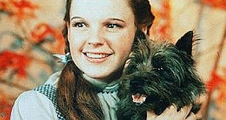 Band name Toto explained - Cairn terrier Toto with Judy Garland in the Wizard of Oz