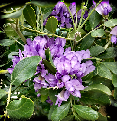 purple-blue blooms of Texas Mountain Laurel