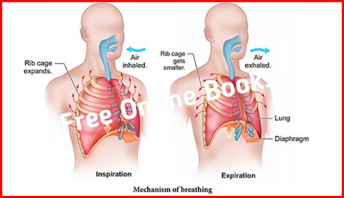 class 10th biology  chapter 1 gaseous exchange | the mechanism of breathing | the lungs | bad effects of smoking
