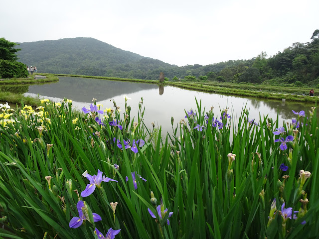 新北市石門區 - 20240414嵩山百年梯田鳶尾花盛開