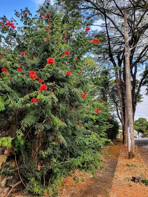 Dicas e cuidados com a Caliandra ou Calliandra tweedii