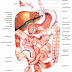 الجهاز الهضمي 