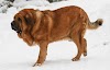 Kumaon Mastiff Dog