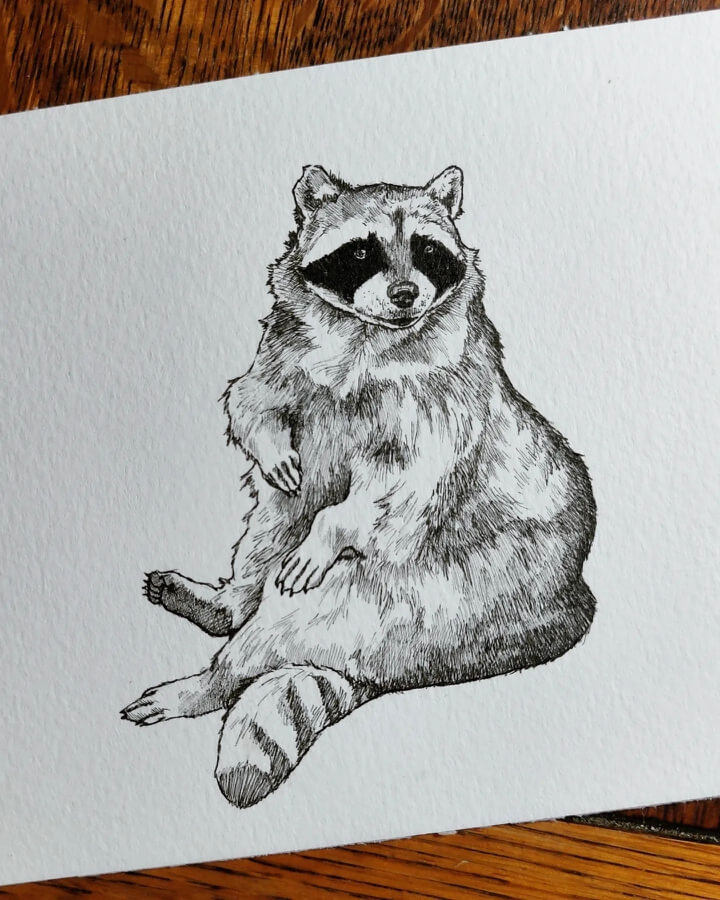 01-Comfortable-raccoon-Animal-Portraits-Rebecca-Seddon-www-designstack-co