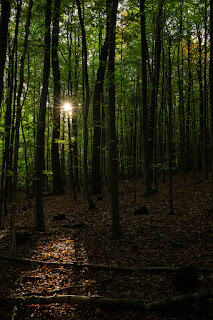 Waldfotografie Naturfotografie Weserbergland Olaf Kerber