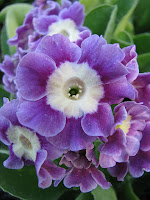 primula auricula аурикула примула