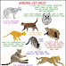 Amazing cat facts for kids