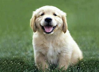 Perros Golden Retriever, parte 1