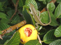 Anole Hawaiian Iguana Gecko