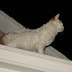 Cat on a hot tin roof
