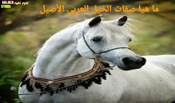 أهم صفات الخيل العربي الأصيل أغلي حصان في العالم
