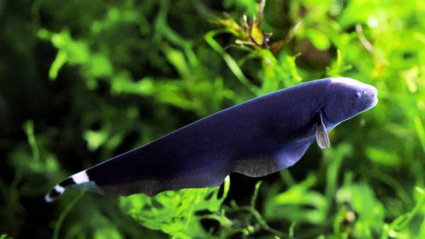 Ikan Black Ghost - Jenis Ikan Hias Air Tawar Yang Populer Dipelihara