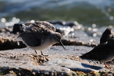 Knot at Southsea Castle