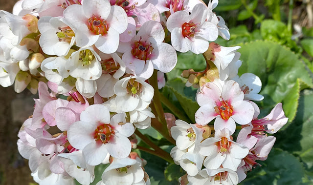 PakhanBhed (Bergenia ciliate)