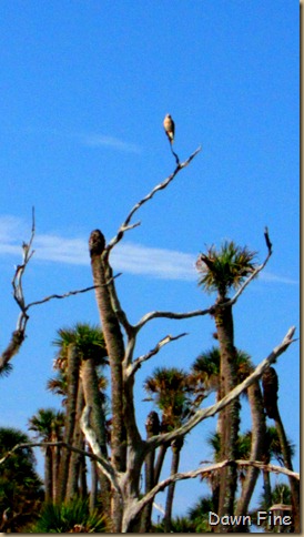 OrlandoWetlands_059