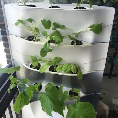hydroponic grow system