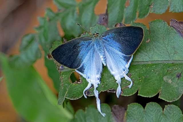 Hypolycaena amasa the Fluffy Tit butterfly