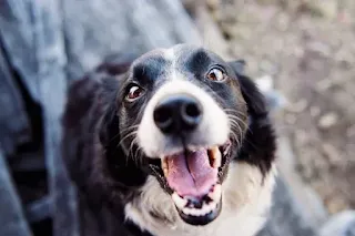 pet insurance for dogs benefits of pet insurance routine medical exams for dogs dog health care tips affordable pet insurance preventive care for pets dog insurance plans choosing the best pet insurance