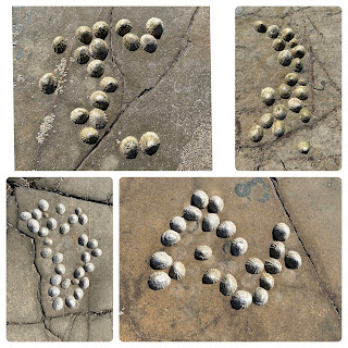 A selection of four photos showing white limpet shells on brown rocks.  The limpet shells are in patterns that look like letters from some alien alphabet.  Photos by Kevin Nosferatu for the Skulferatu Project.