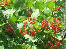 highbush cranberry