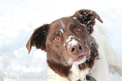 Snowy Toka Dog