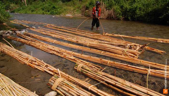 Top Populer 21+ Kayu Rotan