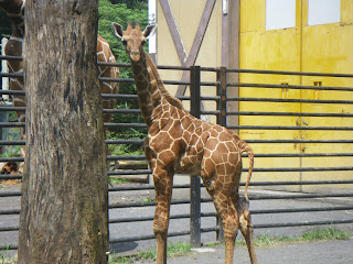 癒し系動物にも出会える 東京都内 近郊でおすすめの人気動物園をご紹介 Pathee パシー