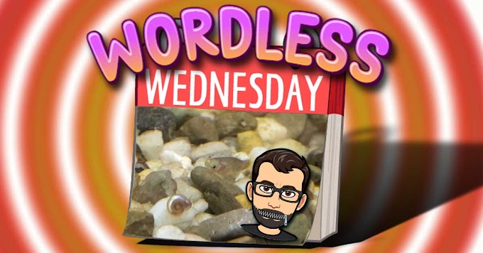 Baby Fishies! – Fun Wordless Wednesday Number 16