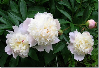 peony1