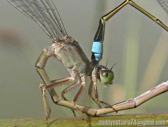 Damselfly mating - Ischnura senegalensis_4