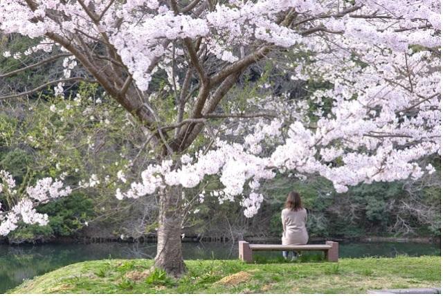 Jangan Sampai Ketinggalan, Inilah Waktu Terbaik Melihat Sakura di Jepang Tahun 2023
