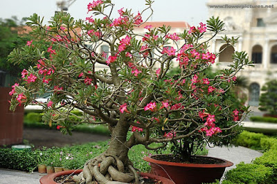 Kenapa Jepang Kamboja bunga Bonsai Kerajinan Tangan 