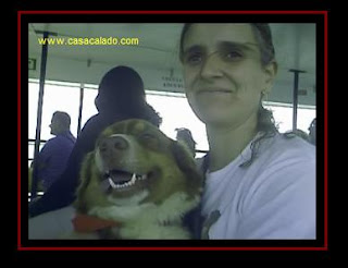 Australian Shepherd in Armona Island